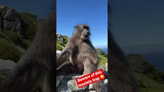 Beware of the baboons at Cape Point, South Africa. They bite. #capepoint #southafrica #capetown 🇿🇦