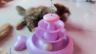 Kitten playtime. Saturday kitties chillies [20 minutes]