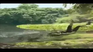 Real crocodile attacks on human caught on video 2017