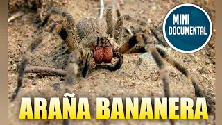 Araña bananera (mini documental)