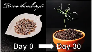 How to grow Black pine tree｜Germination of pine｜Growing pine tree｜How to grow #44 Black pine｜Eng Sub