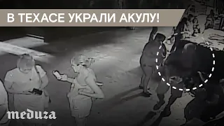 В Техасе украли маленькую акулу. Ее увезли в детской коляске