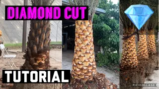 HOW TO: DIAMOND CUT A SYLVESTER PALM.  (Quick tutorial)