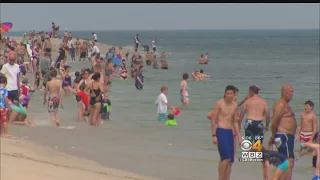 Beachgoers On Alert After Shark Attack Off Cape Cod