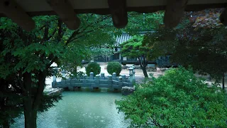 [Rain Sounds] Hanok is beautiful because it makes even the sound of rain beautiful.