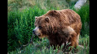 Olga Moskalyova Called Her Mother While Being Eaten By Bears