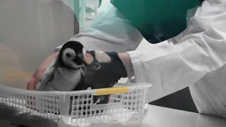 皇帝ペンギンの赤ちゃん2021成長記🐧