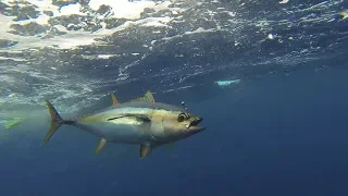 Marlin, Yellowfin Tuna, and Rooster Fishing in Uvita and Quepos Costa Rica