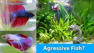 How to choose the PERFECT Betta for a community tank I Betta Fish Help