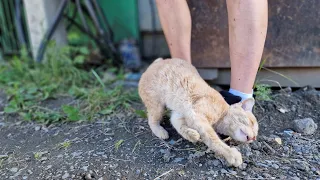 😱🥺Из под контейнера на улице к нам вышел измученный бездомный кот |Что было дальше?🫨 save the cat