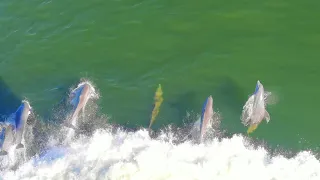 Dolphin playing in front of our ship