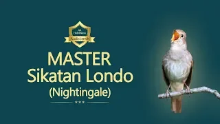 Sikatan Londo (Nightingale),  suara tembakan jeda rapat
