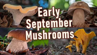 Mushroom Hunting - Early September 2023 - Ceps | Wood hedgehogs | Chanterelles | Black trumpets