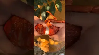 Degustando uma lagosta linda e deliciosa