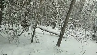 Меткий выстрел по зайцу. Охота с гончими.