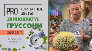 Эхинокактус Груссони - колючий и круглый суккулент, кактус и просто радость в доме.