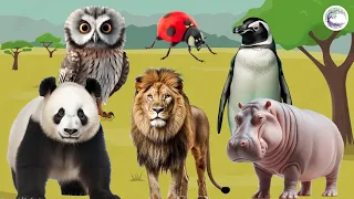 Funniest Animal Sounds In Nature: Owl, Bug, Penguin, Hippo, Lion, Panda