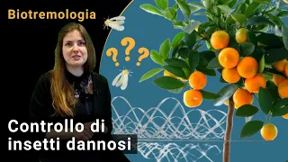 Frutticoltura: Controllo di insetti dannosi in con vibrazioni (biotremologia)