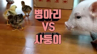 (Eng sub) 강아지 미니피그 병아리를 만나다 (A meet to chick)