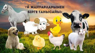 Үй жануарларын бірге үйренеміз. Жануарлар дауысы. Жануарлар әлемі.Домашние животные. Farm animals