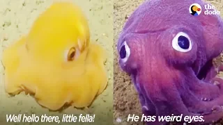 Funny Scientists Freak Out Over Crazy-Looking Sea Animals | The Dodo