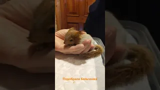 Подобрали бельчонка. Picked up a baby squirrel. Part 2