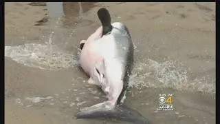 Great White Shark Found Stranded On Sand Bar In South Chatham