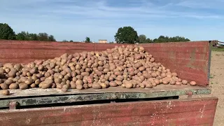 Kopanie Ziemniaków  ☆URSUS C-330 W AKCJI ☆Polskie Wykopki!