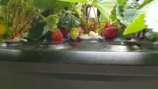 AeroGarden Strawberry Grow Success: Tips and Tricks, Lessons Learned