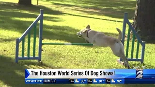 The Houston World Series of Dog Shows