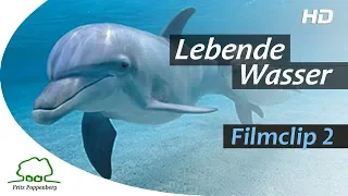 LEBENDE WASSER - Filmclip 2 - "Delfine" - deutsch