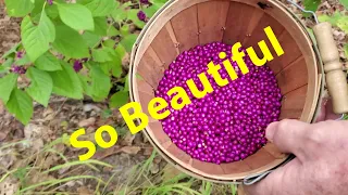 Making Beautyberry Jelly And More