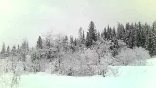 Миньяр зимний лес 2016