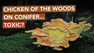 Chicken Of The Woods On Conifer — Toxic?