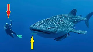 Огромная китовая акула схватила дайвера за ногу, но у нее была на то причина