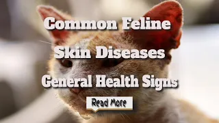 skin problems with cats