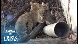 Cat Proves Every Mother Is Strong After She Saw Her Kitten Dead | Animal in Crisis EP215