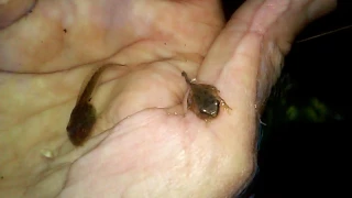 Itsy Bitsy Teeny Weeny New Frog Baby Tadpole