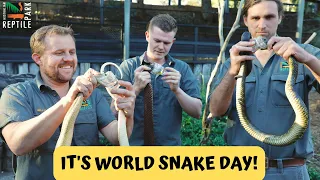 It's Snake Venom 'Milk Off' Time | Australian Reptile Park