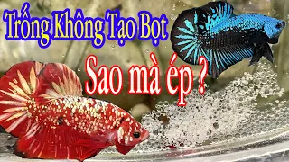 Ép Cá Betta - Làm gì khi CÁ TRỐNG không TẠO BỌT✩ Không có bọt thì có ép cá được Không?