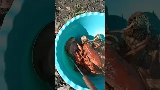 Приятного опитита 🦞