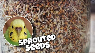 Sprouted Seeds | Healthy Food for Pet Birds