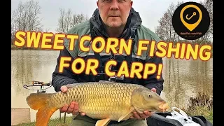 SWEETCORN FISHING FOR CARP!