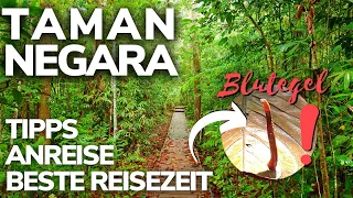 Alles, was du wissen musst: Taman Negara Nationalpark Malaysia 🇲🇾 | Malaysia Backpacking 2023