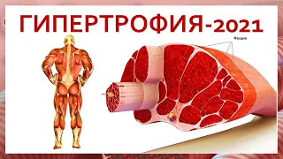 лекция: ГИПЕРТРОФИЯ-2021