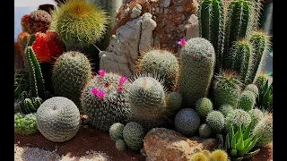 Никитский ботанический сад.  Кактусовая оранжерея. Nikitsky Botanical Garden. Cactus Greenhouse.