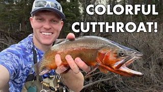 Colored Up Cutthroat! - Fly Fishing for Utah's Prettiest Native Trout - Colorado River Cutthroat