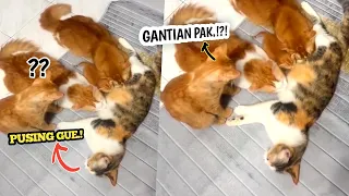 TAHAN TAWA🤣.! Video Lucu Kucing Oren Bar-Bar Rebut Jatah Mik Cucu Baby Kucing.! Auto Ngakak🤣