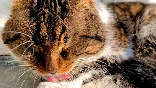 Cute tabby cat washes