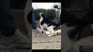 Bringing a friendly cat in from the cold